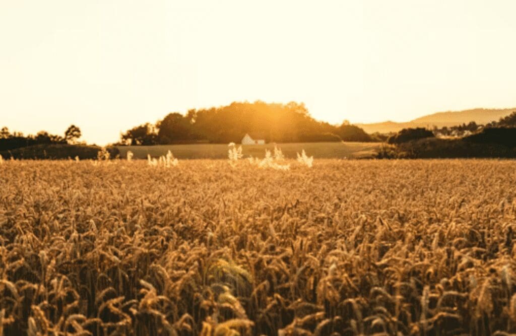 A field of grain during sunset. Food Intolerance Testing Brisbane. Brisbane Livewell Clinic