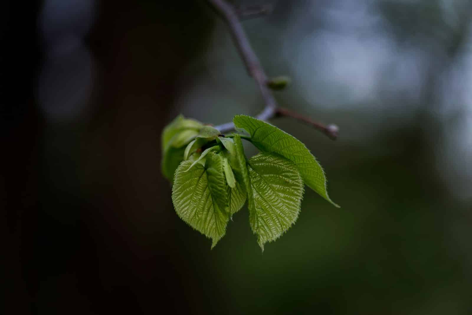 Healing Recipe: Discover the Benefits of Coriander Leaf with a Coriander Pesto Recipe 1 Coriander Leaf. Benefits of Coriander Leaf and coriander pesto.