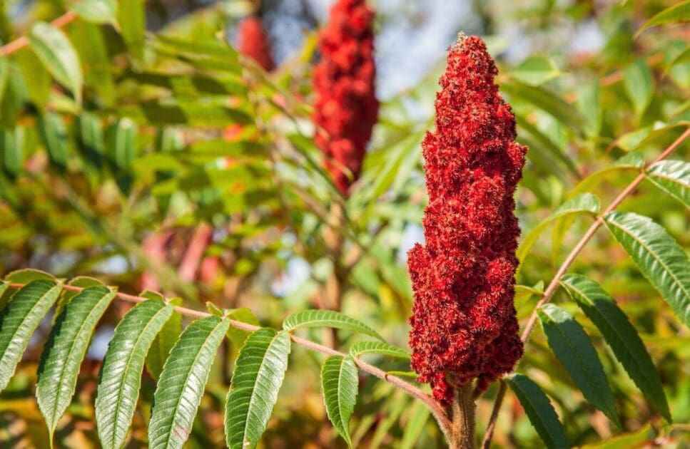 Sumac flower cluster surrounded by green leaves. Middle East. Brisbane Livewell Clinic