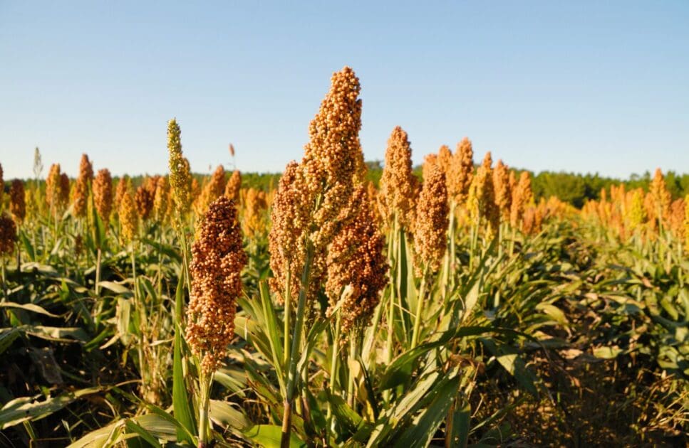 A field of sorghum plants. Plant Based Eating from around the world- Africa. Brisbane Livewell Clinic