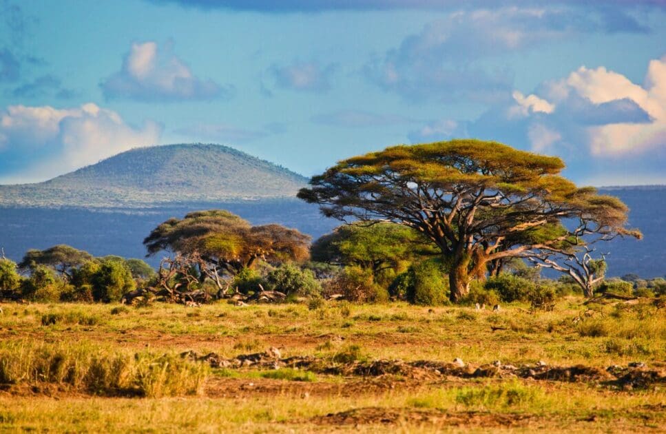 Savanna Landscape in Africa. Plant Based Eating from around the world- Africa. Brisbane Livewell Clinic