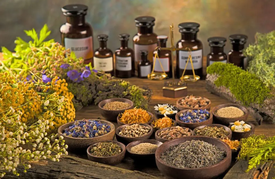 Natural medicine and healing herbs on wooden table. Naturopathic Medicine. Natural Dispensary. Brisbane Livewell Clinic