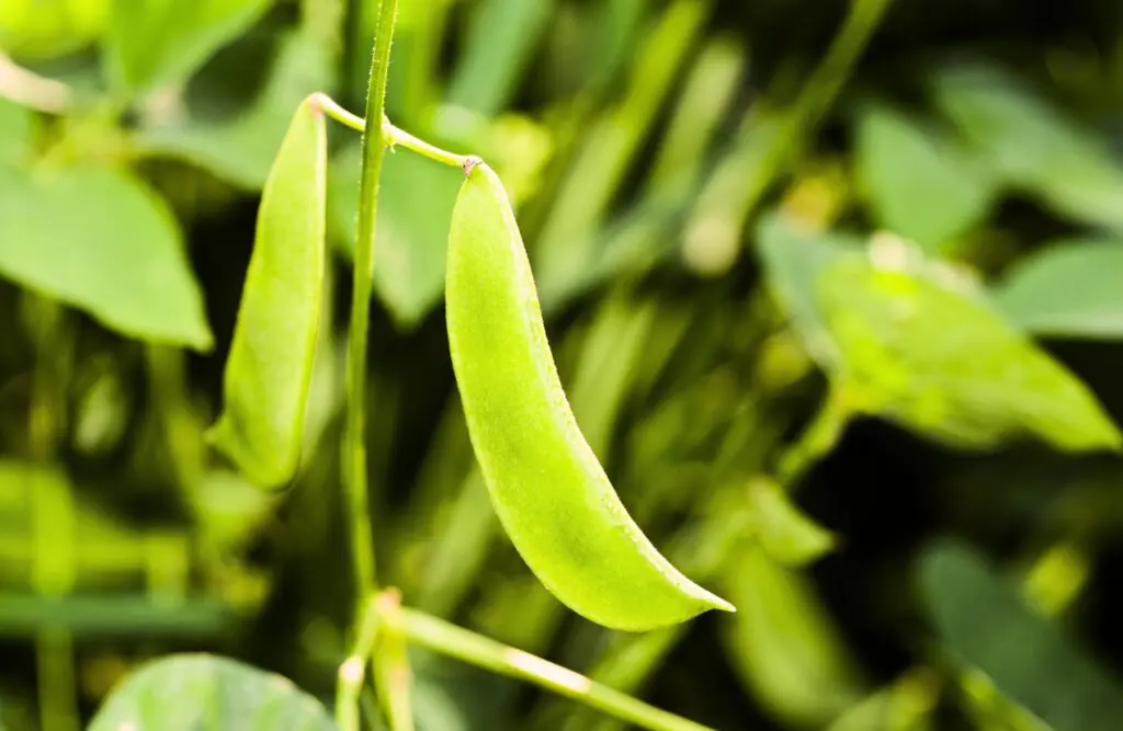 Lima Beans. Plant Based Eating. Brisbane Livewell Clinic
